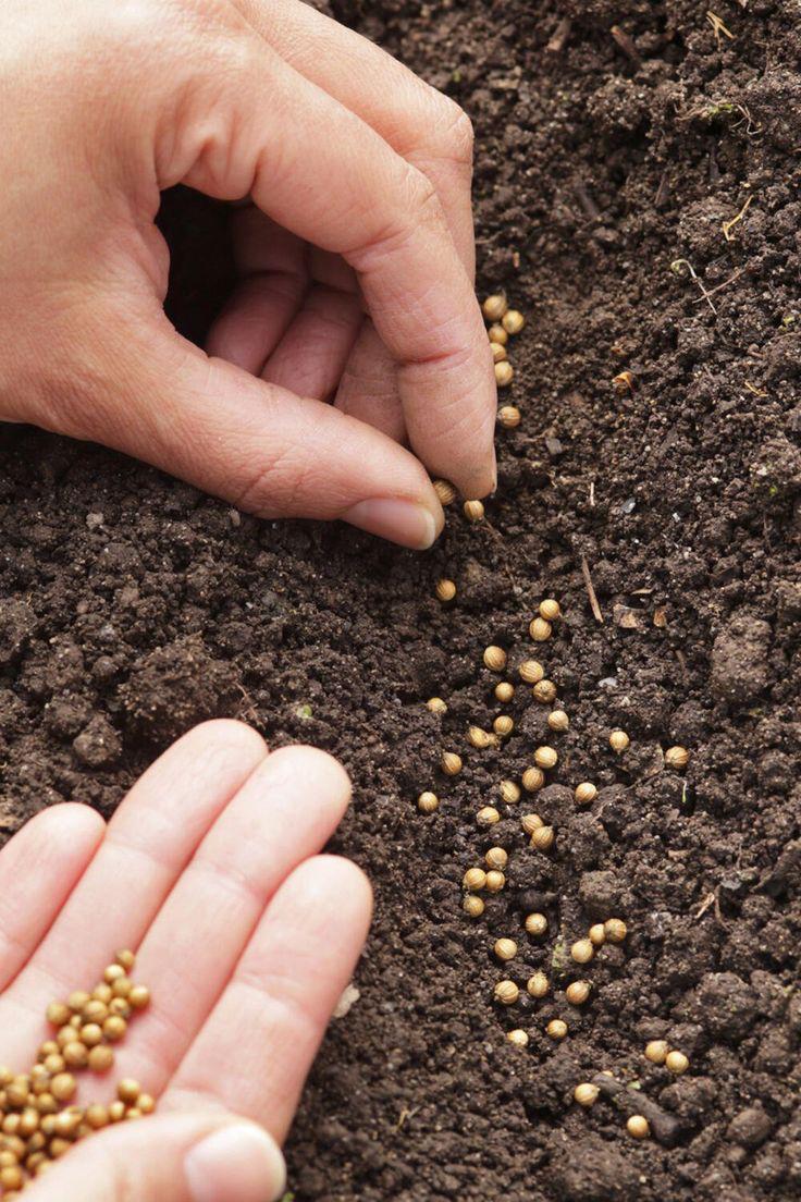 Hands sowing agricultural seeds in prepared soil